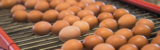 ГРАФИК | Производство яиц в Эстонии выросло, но ели их меньше