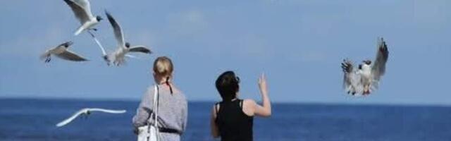 В Юрмале предлагают штрафовать за кормление диких птиц — открыт сбор подписей