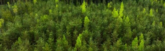 Прокуратура начала проверку решений о поддержке лесопромышленников