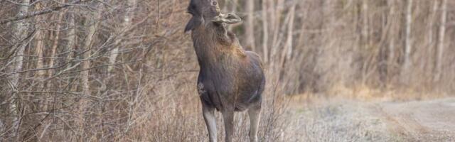 Фотограф из Ида-Вирумаа заснял момент, как лось лакомится сочными веточками