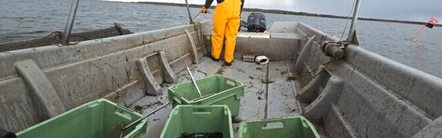 Средний возраст профессионального рыбака в Эстонии - 56 лет