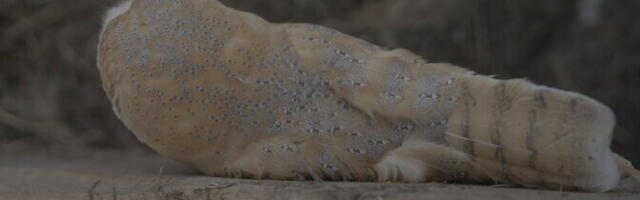 На острове Рухну обнаружена редкая хищная птица