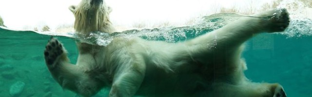 В Таллиннском зоопарке отметят Месяц Арктики и День белого медведя
