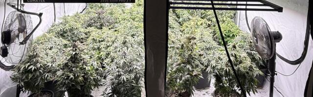 Полиция в Таллинне задержала мужчин, вырастивших двухэтажную плантацию конопли