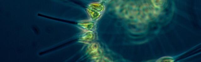 Поможет ли ИИ в борьбе с биологическим оружием?