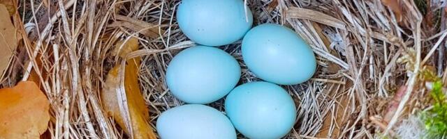 Госсуд отклонил жалобы лесопромышленных предприятий на ограничения лесозаготовок