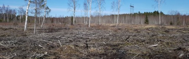 Не рубите, мужики, не рубите: суд остановил уничтожение лесов в заповедных зонах Эстонии