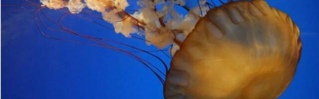 В Малайзии двухлетний ребёнок умер от ожога медузы