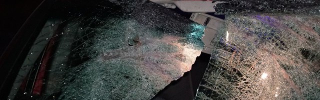 В ДТП на шоссе Таллинн-Нарва пострадал водитель и погиб лось