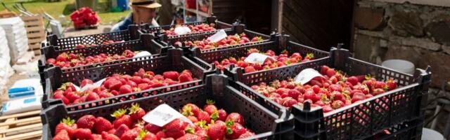 Урожай все скромнее: клубничные поля Эстонии захватило грибковое заболевание