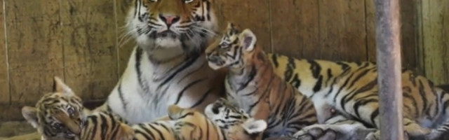 ВИДЕО: тигрята Боцмана играют под присмотром мамы Лувы