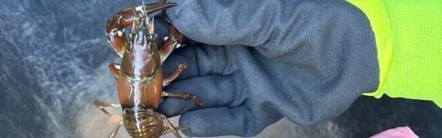 Инспекторы задержали у торгового центра Järve мужчину, пытавшегося продавать раков