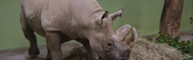 В Таллиннском зоопарке скончалась пожилая самка черного носорога Эльба