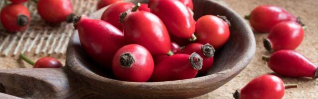 Шиповник: польза и вред для здоровья мужчин, женщин, противопоказания