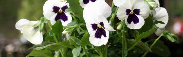 Во вторник солнечная погода, +8.. +14