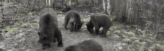 Медведи выходят к людям: почему в Эстонии их становится больше и что с этим делать