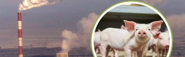 „Остались только большие, полусгоревшие куски“. Сжигать зараженных свиней на ТЭЦ Иру невозможно