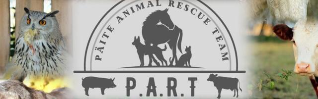 Трогательное видео: дикие звери возвращаются домой в лес после лечения и реабилитации