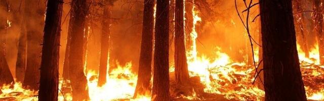 На юге Франции бушует крупнейший за последние 20 лет лесной пожар