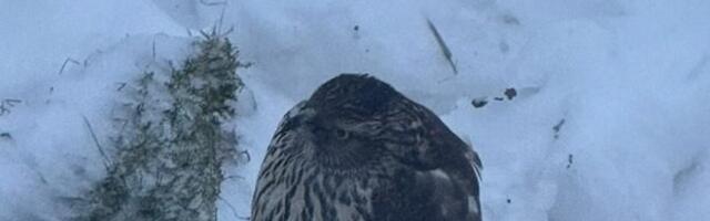 Спасающая ястреба в Нарве женщина провалилась в яму с водой. Все завершилось благополучно