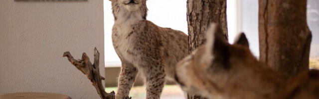 Эстонский музей природы открыл поп-ап выставку "Пумовый бум"