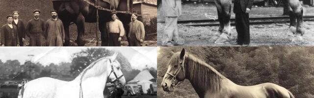 Правда ли, что на этих фото показана самая большая лошадь в истории?