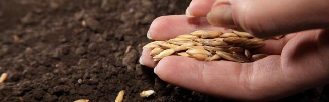 Внимание: Покупка семян из третьих стран может привести к распространению новых вредителей растений