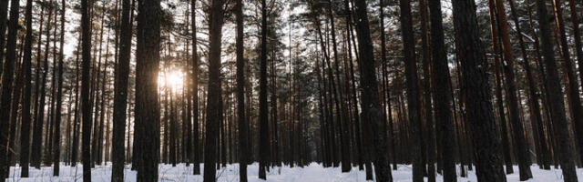 Неясные методики расчета затрудняют прогноз выполнения климатических целей в лесном хозяйстве