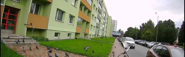 "Живем, как в фильме Хичкока": Подкармливающий птиц сосед держит в страхе жителей дома в Хааберсти