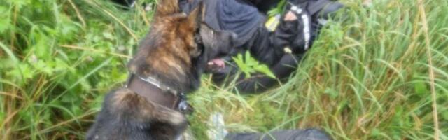 Литовский пограничник-кинолог помог латышам задержать 11 нелегальных мигрантов