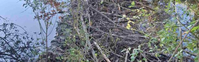 Для предотвращения следующих потопов разрушили две бобровых плотины