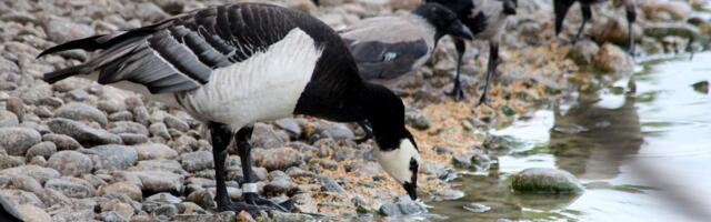В Эстонии обнаружен особо опасный вирус птичьего гриппа