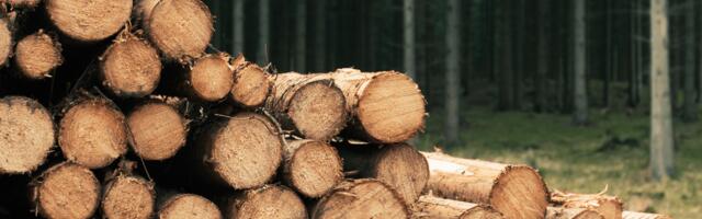 После вступления в силу санкций по российскому лесу он поступает из третьих стран