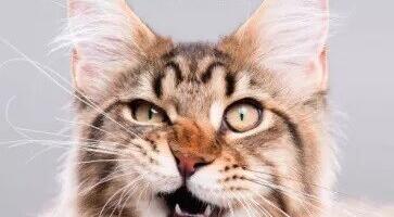 Что почитать? Книги о домашних любимцах