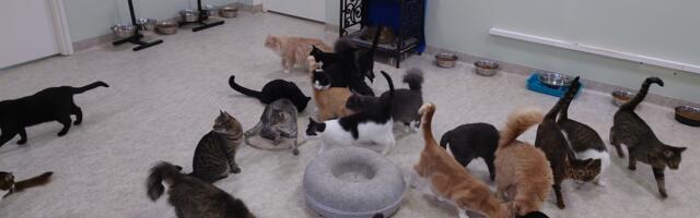 «Кошкин дом» в поиске хозяина: будет ли кому управлять городским приютом для животных?