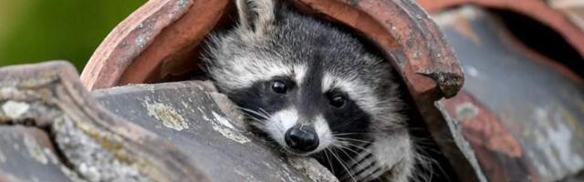 В Берлине пожаловались на нашествие енотов