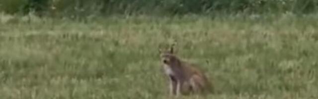 ВИДЕО | Под Тарту заметили ведущую себя необычно рысь
