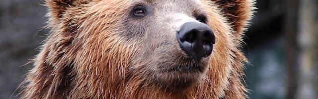 В Таллинский район Хааберсти забрели медведи