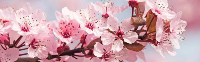 Самые красивые цветы в Эстонии: где и когда увидеть цветение