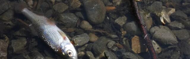 Департамент окружающей среды: сброса щелочи в канал электростанции не было