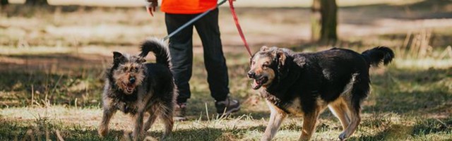 Чудесные собаки Рекс и Пират, потерявшие дом и работу из-за коронавируса, нашли новых хозяев