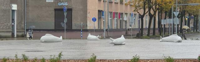 Бетонные рыбы появились  на кольцевой развязке в центре Нарвы. Что они там делают?