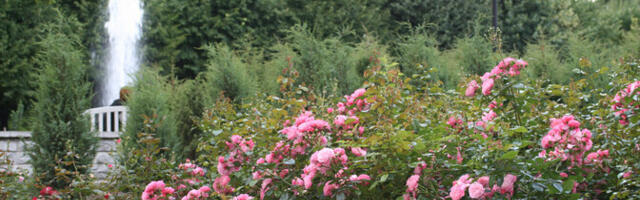 В парке Кадриорг 25 августа отметят 20-летие розария