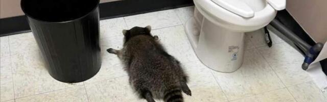 В США пьяный енот разгромил алкогольный магазин