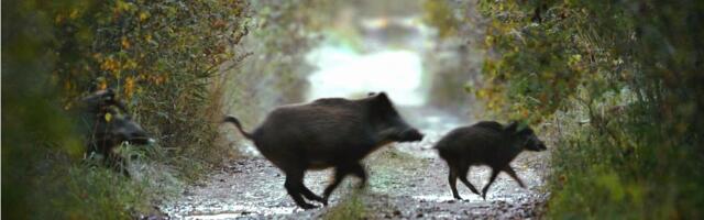 Дикие кабаны выбежали на дорогу — погибли как минимум семь поросят
