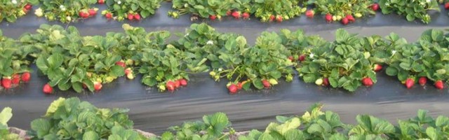 Десятки тонн ягод сгниют на латвийских полях: работать некому