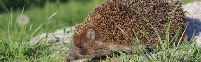 ФОТО | В Пылва в водосточной трубе застрял еж. Ему потребовалась помощь спасателей