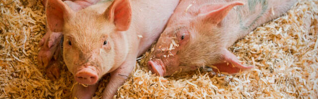 Глава Atria Eesti: сейчас главное – найти новые фермы для поросят