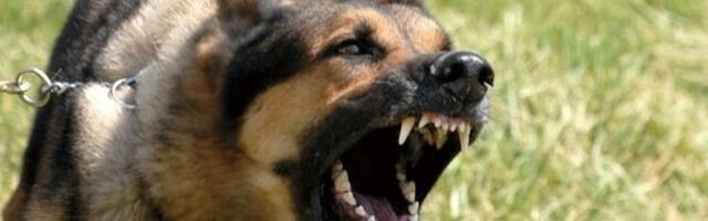 ФОТО | В Эстонии участились нападения собак на работников мусоровозов