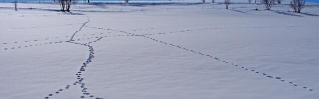 Музей природы приглашает на День природы